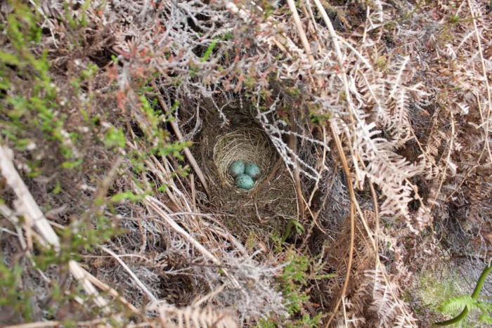 Ring Ouzel nest